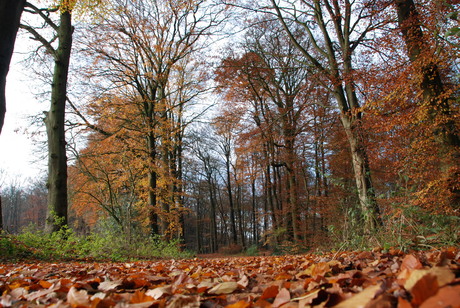 Herfst 