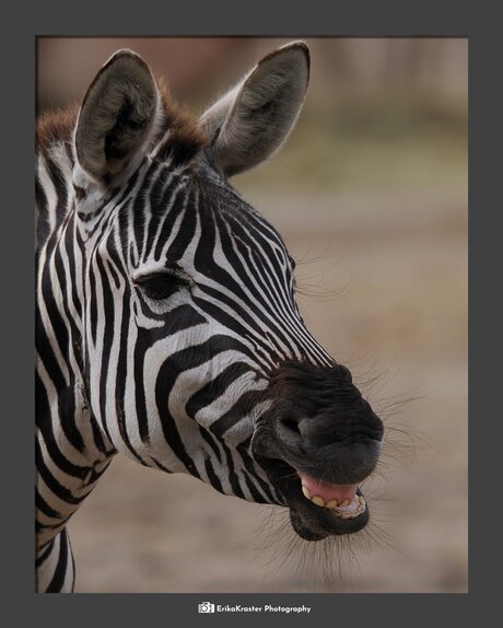 Zebra