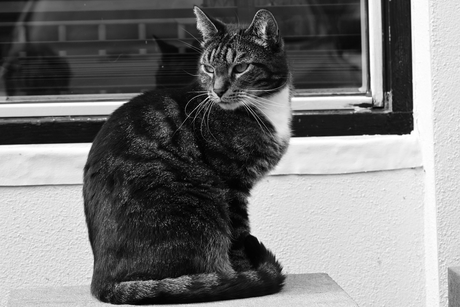 Kat