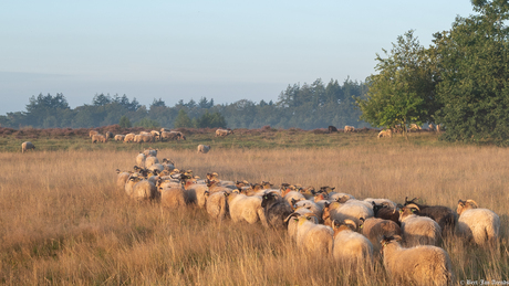 Schaapskudde en heide in Exloo