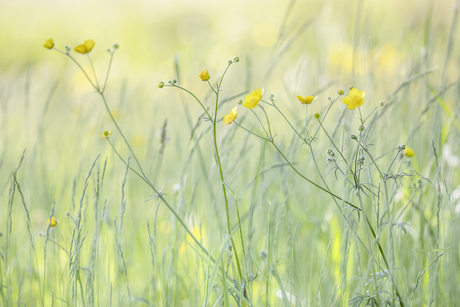 Boterbloemen