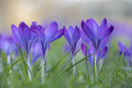Volop krokussen 