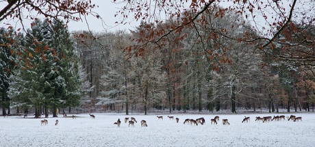 Herten in de sneeuw 
