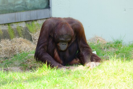 Orang-oetang 