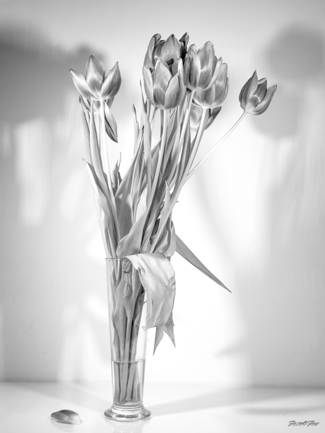 Nederland Tulpenland