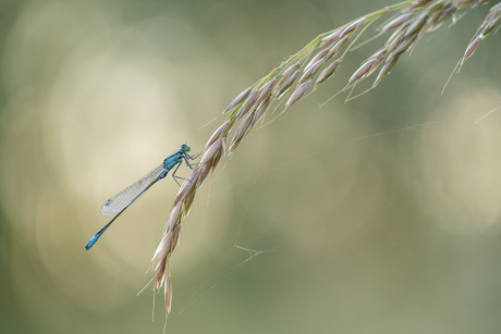 macro en bokeh 