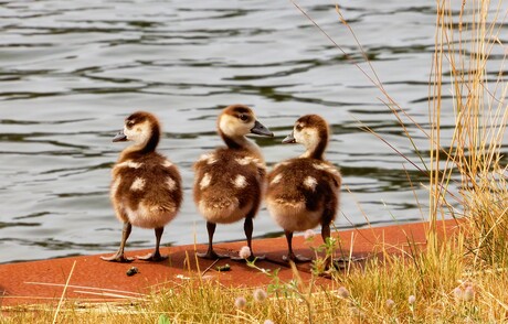 3 kleine kleutertjes.....