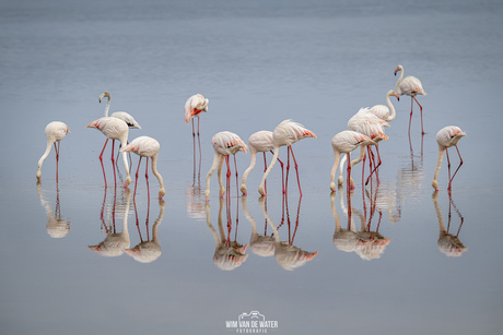 Wildlife Tanzania 03