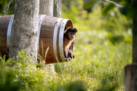 Aap in een ton