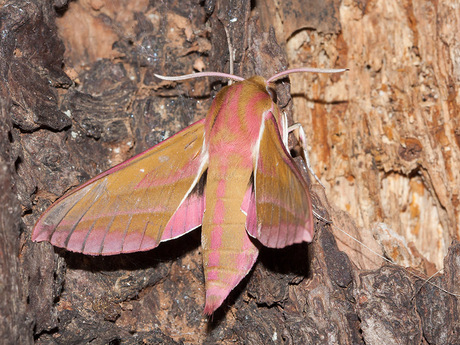 Het groot avondrood.