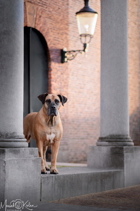 Monumentale schoonheid