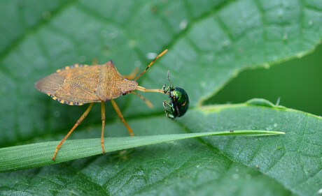Snuitkeverschildwants met een lekkerhapje ( een Groen zuringhaantje )
