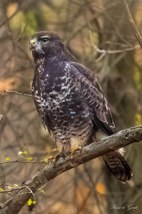 buizerd