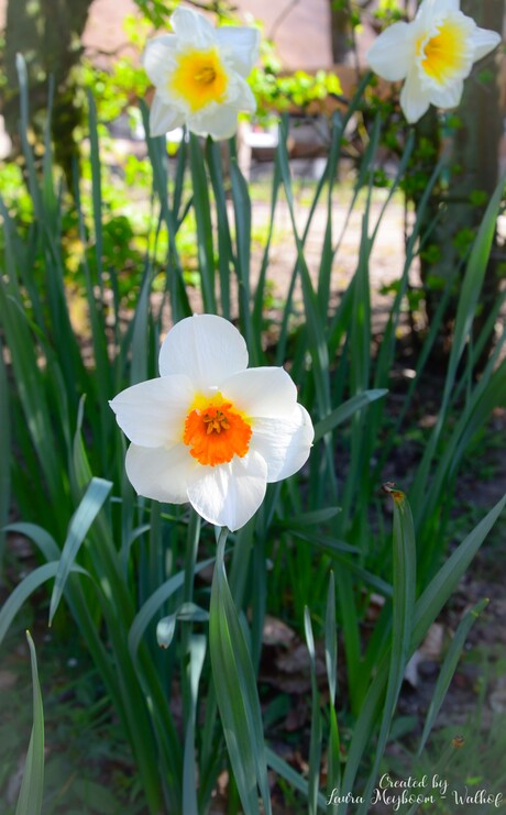 Narcissus 