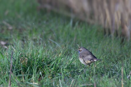 Blauwborst
