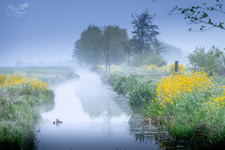 Ieniemini eendjes….