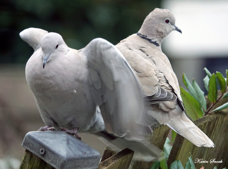 "Schattige duifjes..."