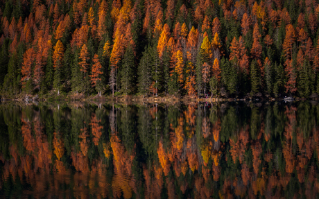 Herfstbomen aan het water