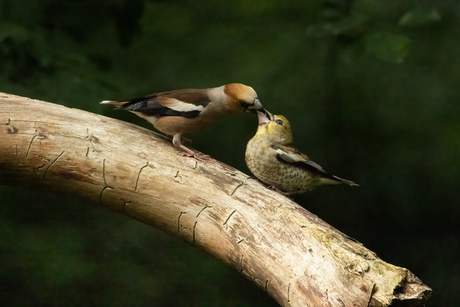 Appelvink word gevoerd