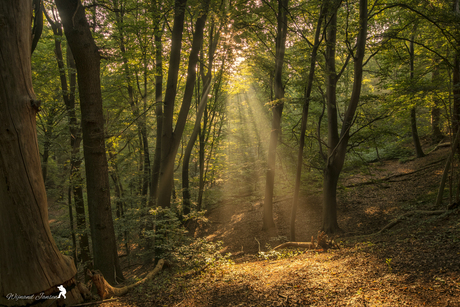 Radiantly beautiful forest