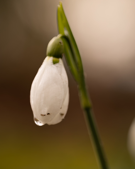 Sneeuwklokje met drup in Groningen bij Selwerderhof