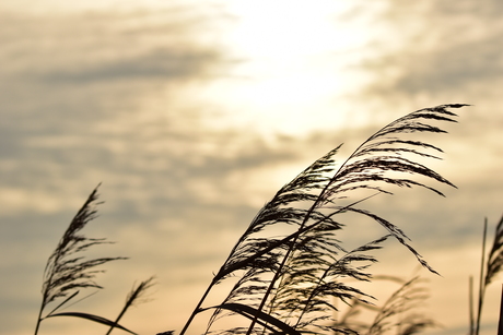 Oostenwind en een waterig zonnetje...