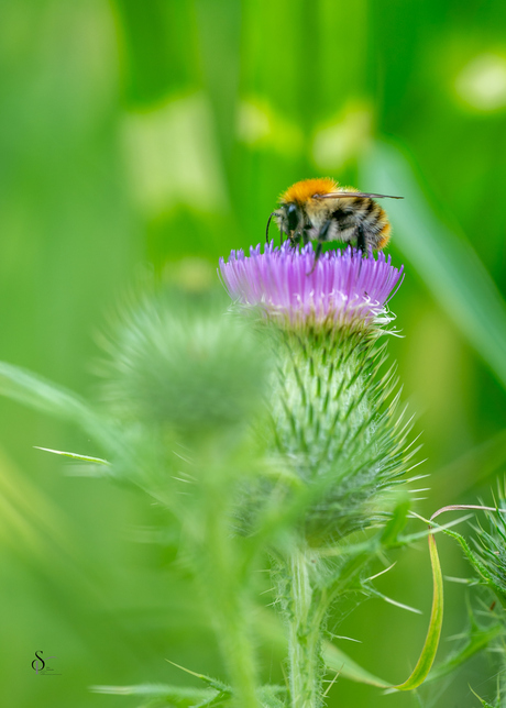Akkerhommel haalt nectar bij een distel op