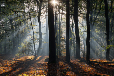 Amerongse bos