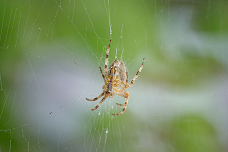 spin met web vanaf buik