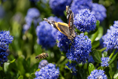 Bloemetjes, bijtjes en een vlinder