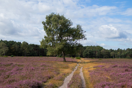 Op de heide