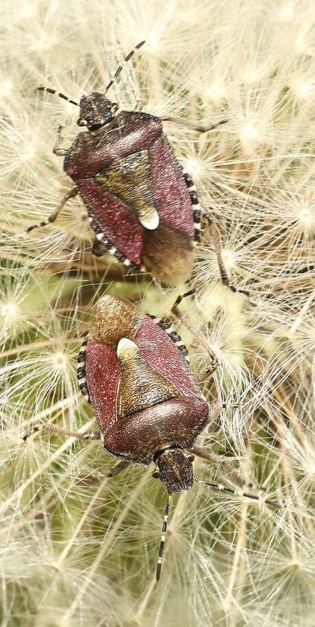 2 Bessenschildwantsen.