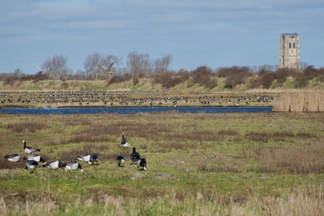 Ik zie alleen maar ganzen
