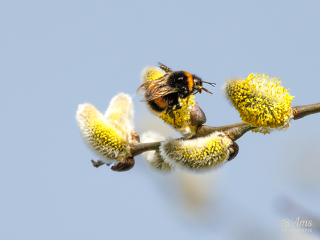 Hommel en vlieg hoog in de boom