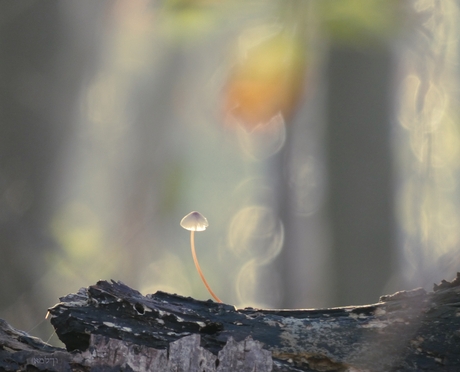 Kleuren van de herfst......