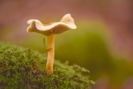 Mag ik dan bij jou…