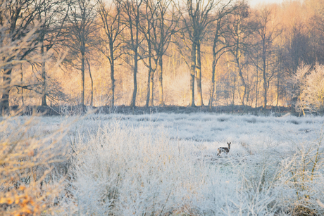 Ree in de verte op een koude morgen