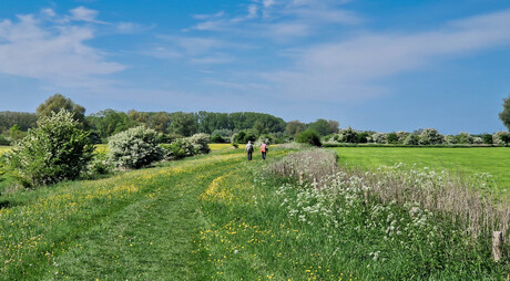 Kleurige velden