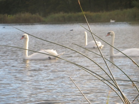 Zwanen op de Rotte meren 