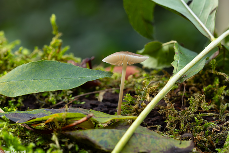 Paddenstoelen en nog eens paddenstoelen ,ze schieten uit de grond en zijn een dankbaar foto object.