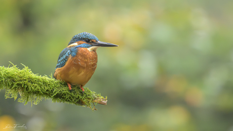 IJsvogel