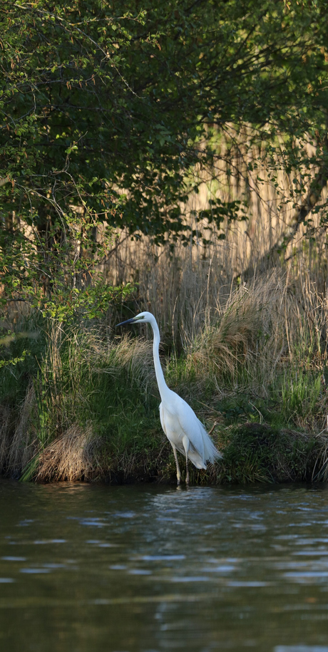 Reiger