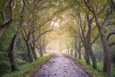 Herfst Laan