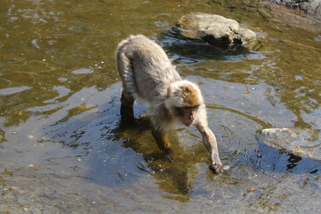 Verkoelen in het water