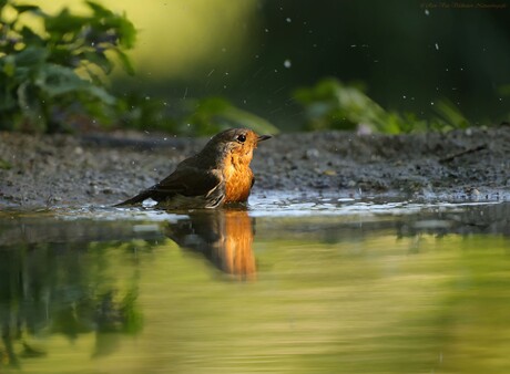 Robin