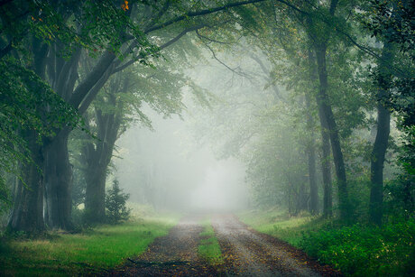 Het bos in om mijn hoofd leeg te maken