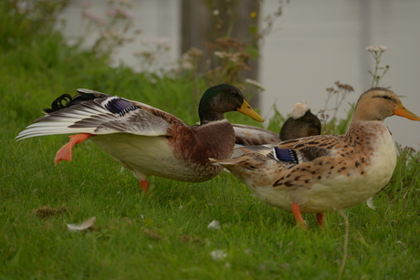 Nederland in beweging
