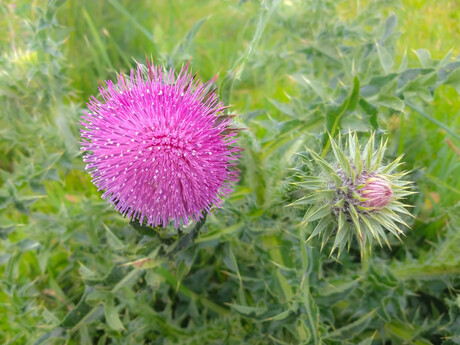 Distel