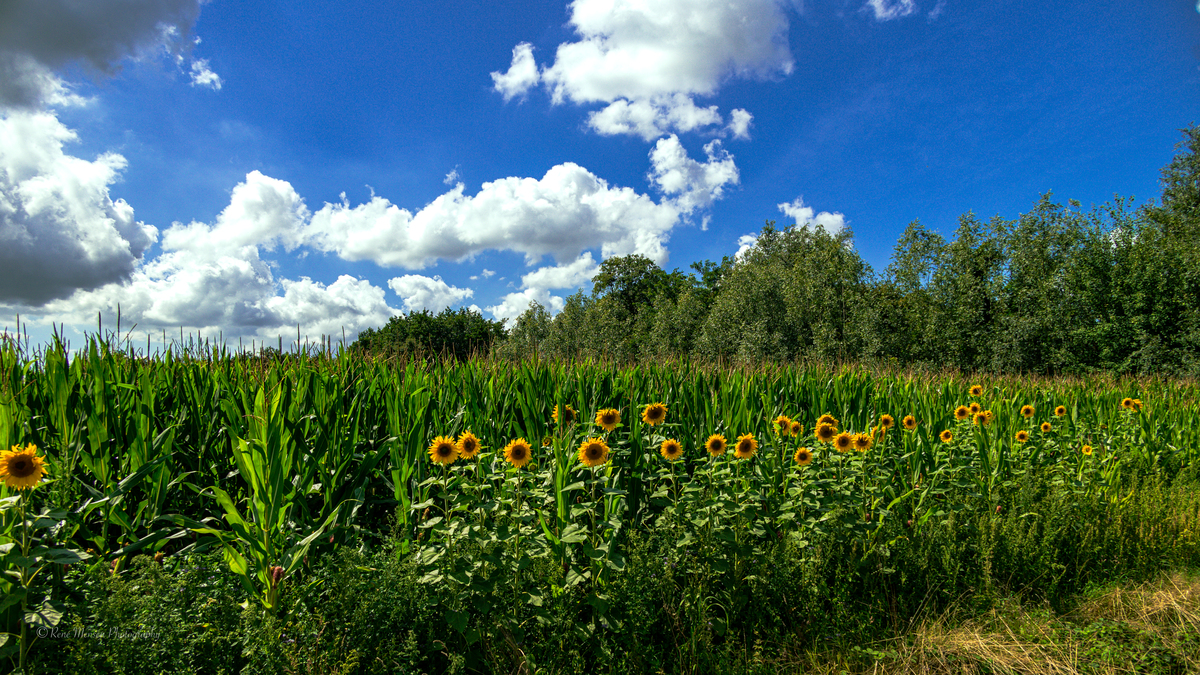 vereist Amuseren groot Zonnebloemen langs het maisveld - foto van Duinweg9 - Landschap - Zoom.nl