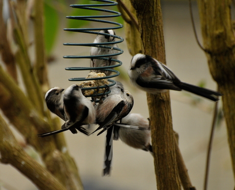 Nummer 8 kon er niet meer bij.